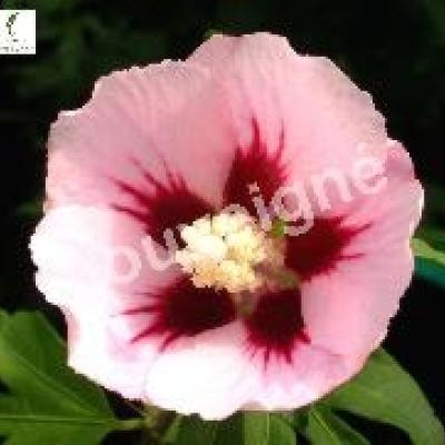 HIBISCUS SYR. HAMABO