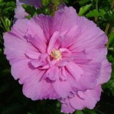 HIBISCUS SYR. LAVENDER CHIFFON ®