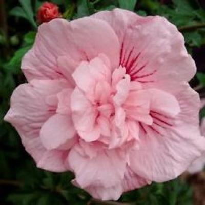 HIBISCUS SYR. PINK CHIFFON ®