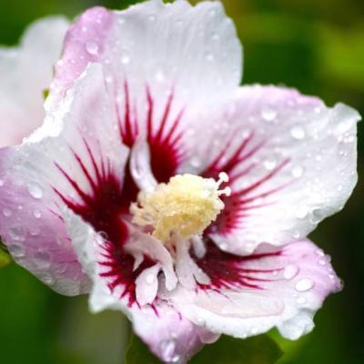 HIBISCUS SYR. PINKY SPOT ®