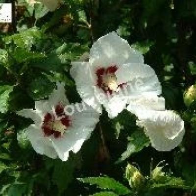 HIBISCUS SYR. RED HEART
