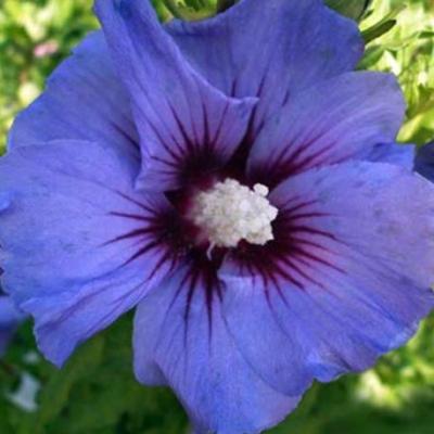 HIBISCUS SYR. ULTRAMARINE ®