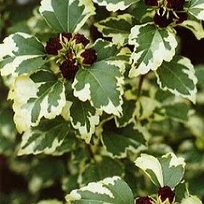 HIBISCUS SYR VARIEGATA