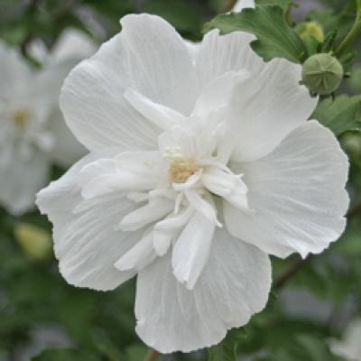 HIBISCUS SYR. WHITE CHIFFON ®