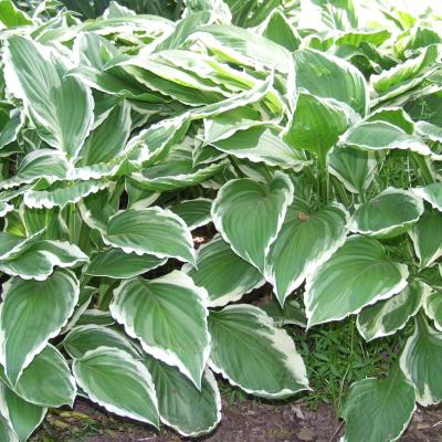 HOSTA F. ALBOMARGINATA