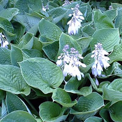 HOSTA SIEB. ELEGANS