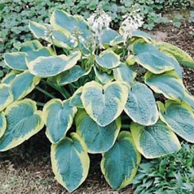 HOSTA S. FRANCES WILLIAMS