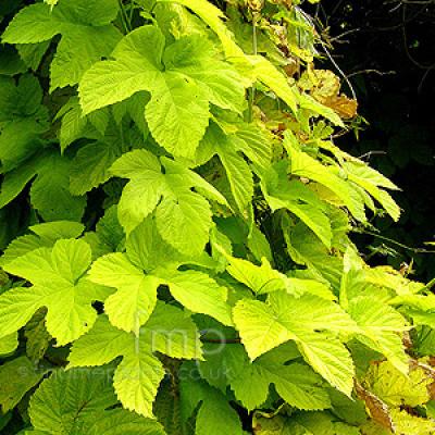 HUMULUS LUPULUS AUREUS