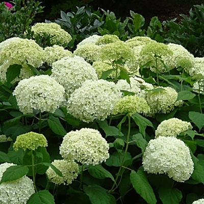 HYDRANGEA ARB. ANNABELLE