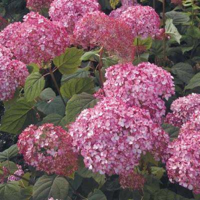 HYDRANGEA ARB. DARK PINK®