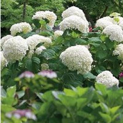 HYDRANGEA ARB. STRONG ANNABELLE ®