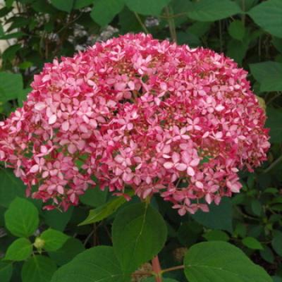 HYDRANGEA ARB. PINK ANNABELLE  ®