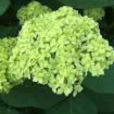 HYDRANGEA ARB. LIME RICKEY ®