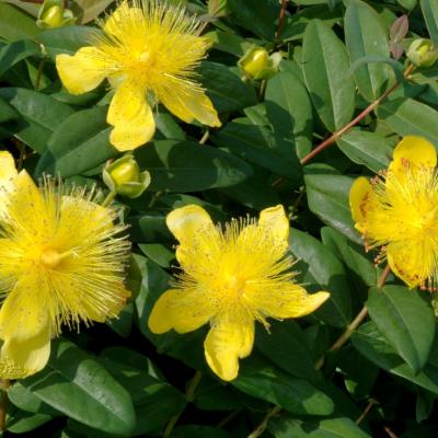 HYPERICUM CALYCINUM