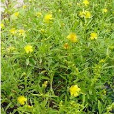 HYPERICUM D. BUTTERCUP