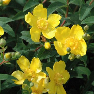 HYPERICUM FR. HIDCOTE