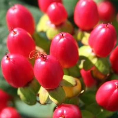 HYPERICUM IN. MAGICAL RED FAME ®