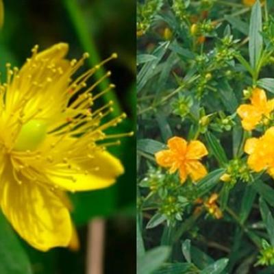 HYPERICUM KALM. GEMO