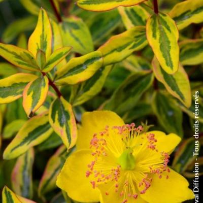 HYPERICUM . LITTLE MISTERRY