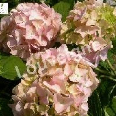 HYDRANGEA M. BOUQUET ROSE