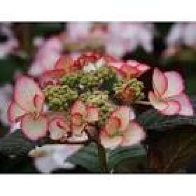 HYDRANGEA M. DOLCE® KISS