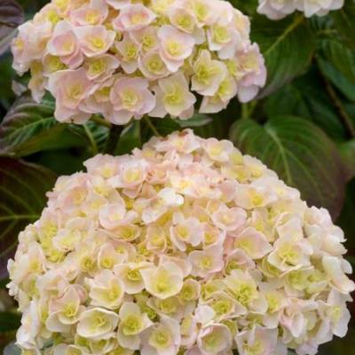 HYDRANGEA M. KAZAN