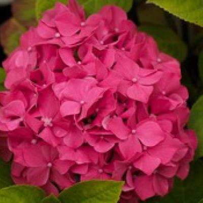 HYDRANGEA M. KING GEORGES