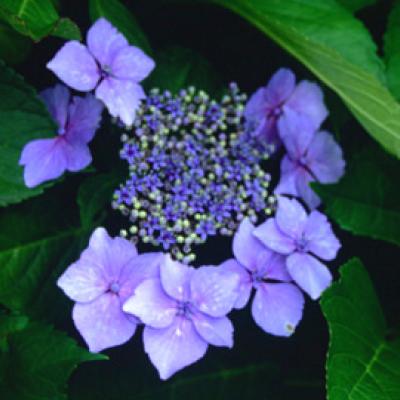 HYDRANGEA MARIESII LILACINA