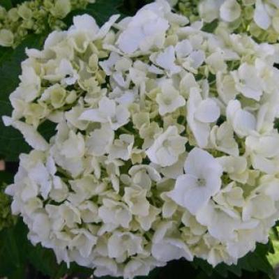 HYDRANGEA M. MME MOULIERE