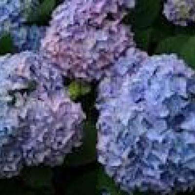 HYDRANGEA MACR. NIKKO BLUE