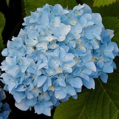 HYDRANGEA MACR. OTAKSA