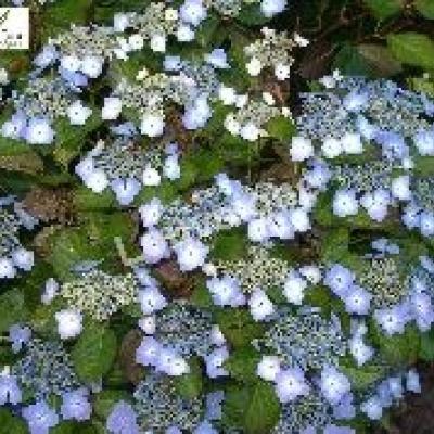 HYDRANGEA MARIESII PERFECTA