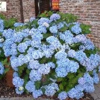 HYDRANGEA M. SAINTE CLAIRE