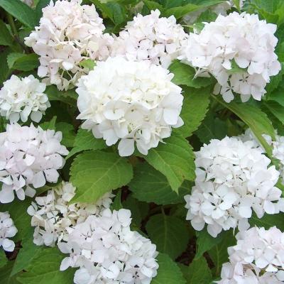 HYDRANGEA M. SOEUR THERESE