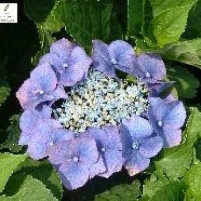 HYDRANGEA M. TELLER BLUE