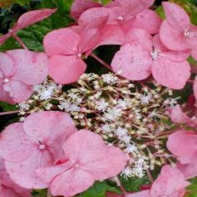 HYDRANGEA M. TELLER PINK