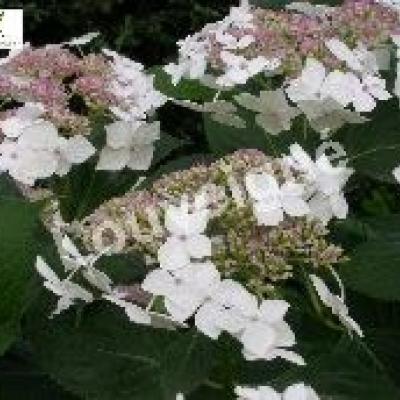 HYDRANGEA M. TELLER WHITE