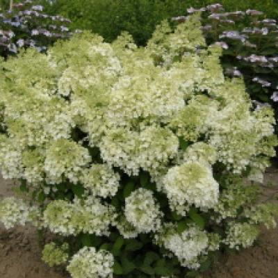 HYDRANGEA PAN. BOBO ®