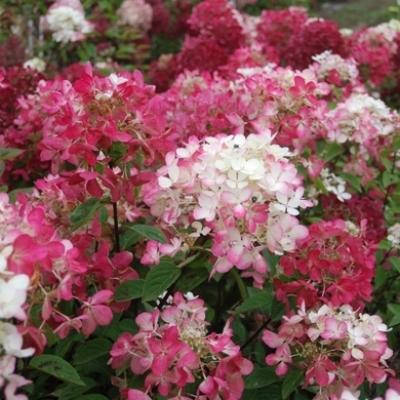 HYDRANGEA P. DIAMANT ROUGE ®