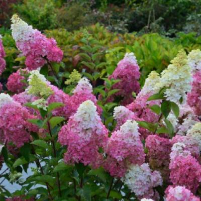 HYDRANGEA PAN. FRAISE MELBA ®