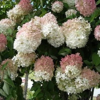 HYDRANGEA PAN. GRANDIFLORA