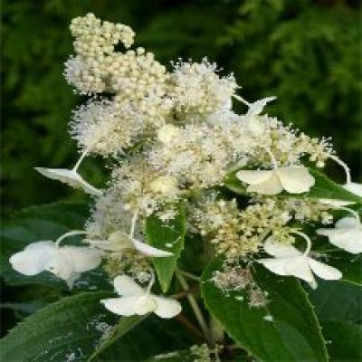 HYDRANGEA PAN. KYUSHU