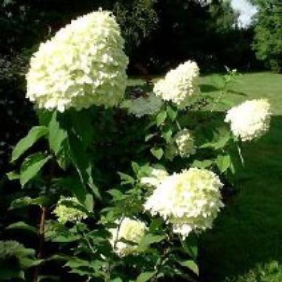 HYDRANGEA P. LIMELIGHT®