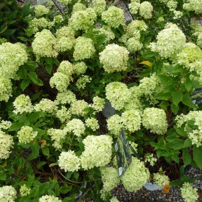 HYDRANGEA PAN. LITTLE LIME®