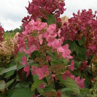 HYDRANGEA P. MEGA MINDY ®