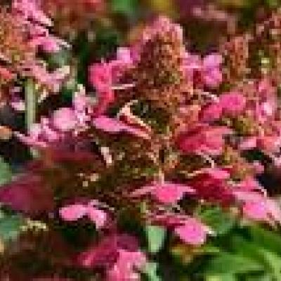 HYDRANGEA PAN. PRIM RED