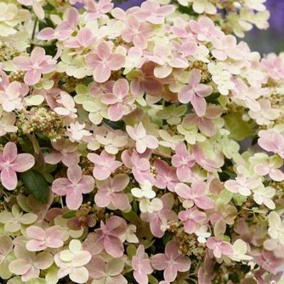 HYDRANGEA PAN. POLE STAR