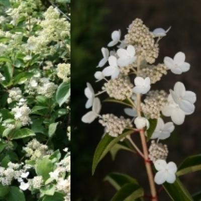 HYDRANGEA PAN. PRIM WHITE ®