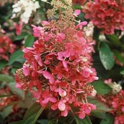 HYDRANGEA PAN. PINKY WINKY®