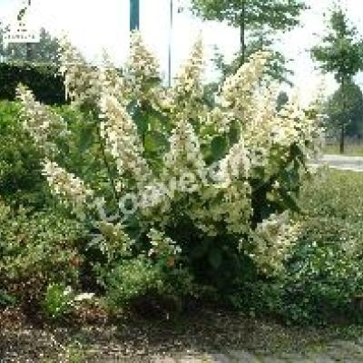 HYDRANGEA PAN. UNIQUE